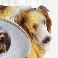 Collie Dogs Photo Frame Holds One 6x4 Picture - Click to enlarge