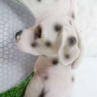 Dalmatian Dogs Photo Frame Holds One 6x4 Picture - Click to enlarge