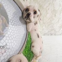 Dalmatian Dogs Photo Frame Holds One 6x4 Picture - Click to enlarge